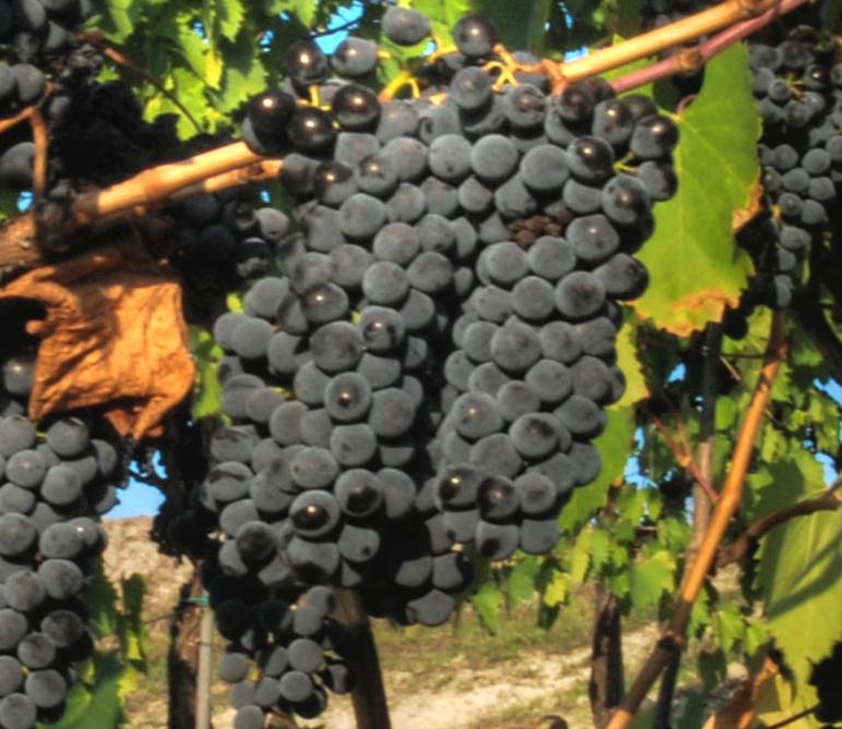  Le origini del Sangiovese di Romagna - Romagna Damare